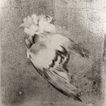 Monotypia przedstawiająca martwego gołębia zaplątanego w siatkę.
