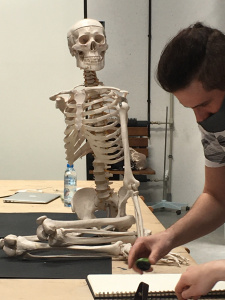 zdjęcie przedstawia studentów szkicujących szkielet